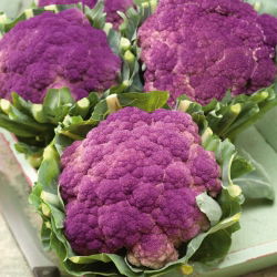 Kalafior o róży fioletowej Di Sicilia violetto - 54 nasion