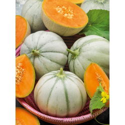 Melon cukrowy Charentais - 90 nasion