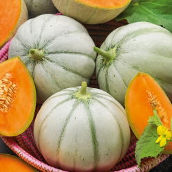 Melon cukrowy Charentais - 90 nasion