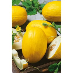 Melon Yellow Canary 2 - wczesny, żółty, owalny, bardzo słodki i aromatyczny