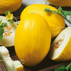 Melon Yellow Canary 2 - wczesny, żółty, owalny, bardzo słodki i aromatyczny