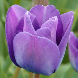 Tulipan niebieski - Blue - 5 cebulek