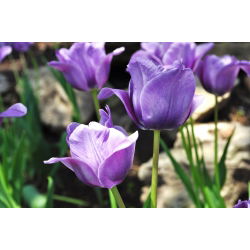 Tulipan niebieski - Blue - 5 cebulek