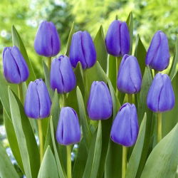Tulipan niebieski - Blue - 5 cebulek