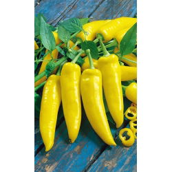Papryka ostra węgierska Hungarian yellow wax hot - 70 nasion