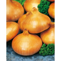 Cebula Stuttgarter Riesen - 100 gram - 25000 nasion