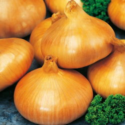 Cebula Stuttgarter Riesen - 100 gram - 25000 nasion