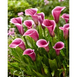 Calla Sannah - GIGA paczka! - 50 szt.