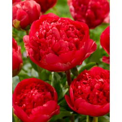 Piwonia, Paeonia - Command Performance - sadzonka - GIGA paczka! - 50 szt.
