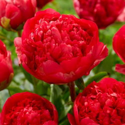 Piwonia, Paeonia - Command Performance - sadzonka - GIGA paczka! - 50 szt.