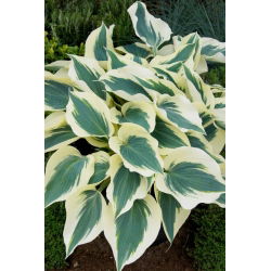 Funkia - Hosta Fim Line - duża paczka! - 10 szt.