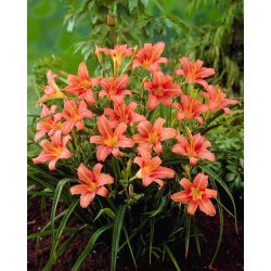 Liliowiec Pink Damask - GIGA paczka! - 50 szt.