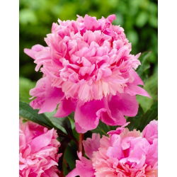 Piwonia, Paeonia - Monsieur Jules Elie - sadzonka