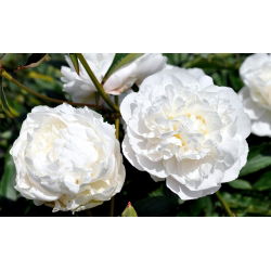 Piwonia, Paeonia - Snow Supreme - sadzonka