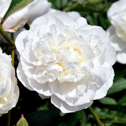 Piwonia, Paeonia - Snow Supreme - sadzonka - GIGA paczka! - 50 szt.