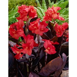 Kanna - Red Futurity