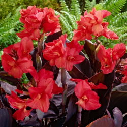 Kanna - Red Futurity