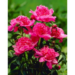 Piwonia, Paeonia - Barbara - sadzonka