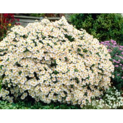 Aster krzaczasty - Apollo - duża paczka! - 10 szt.