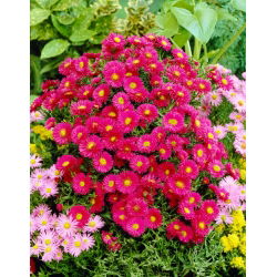Aster krzaczasty - Jenny - GIGA paczka! - 50 szt.