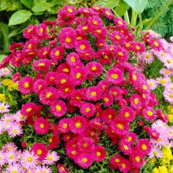 Aster krzaczasty - Jenny - duża paczka! - 10 szt.
