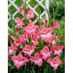 Mieczyk Charming Beauty - 5 szt.