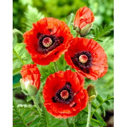 Mak wschodni - Rembrandt - GIGA paczka! - 50 szt.