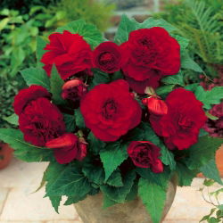 Begonia pełna - ciemnoczerwona - GIGA paczka! - 100 szt.