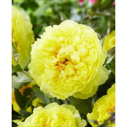 Piwonia, Paeonia - Bartzella - sadzonka - GIGA paczka! - 50 szt.