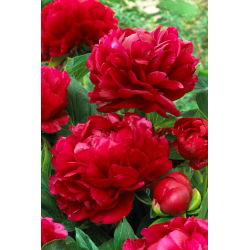 Piwonia, Paeonia - Bockstoce - sadzonka - duża paczka! - 10 szt.