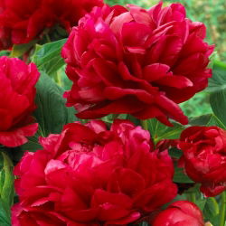 Piwonia, Paeonia - Bockstoce - sadzonka - duża paczka! - 10 szt.