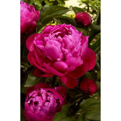 Piwonia, Paeonia - Red Sarah Bernhardt - sadzonka - duża paczka! - 10 szt.