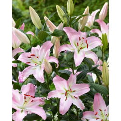 Lilia - Pink News - orientalna, pachnąca