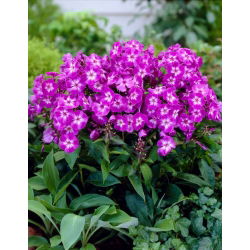 Floks (Phlox) - Płomyk wiechowaty - Uspech - 1 szt.
