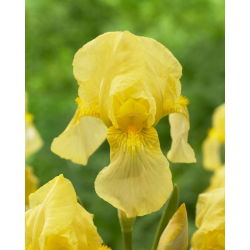 Kosaciec, Irys - Burning Bright