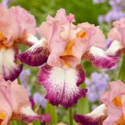 Kosaciec, Irys - Change of Pace