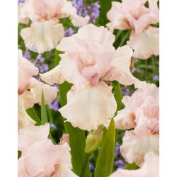 Kosaciec, Irys - Cherished