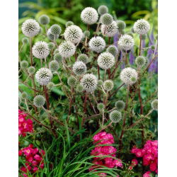 Przegorzan Arctic Glow - biały - duża paczka! - 10 szt.