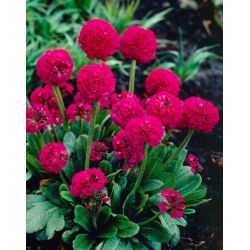 Pierwiosnek ząbkowany - czerwony - sadzonka - duża paczka! - 10 szt.