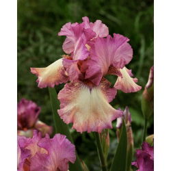 Kosaciec, Irys - Returning Rose