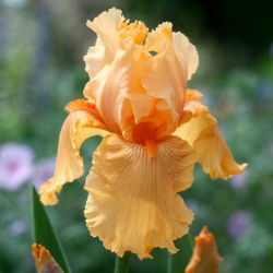 Kosaciec, Irys - Skyfire