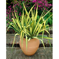 Juka karolińska - Yucca Color Guard - GIGA paczka! - 50 szt.