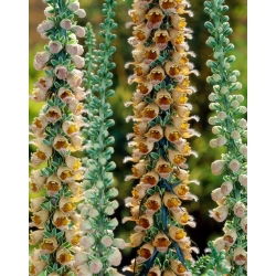 Naparstnica Gelber Herold - GIGA paczka! - 50 szt.