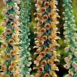 Naparstnica Gelber Herold - GIGA paczka! - 50 szt.