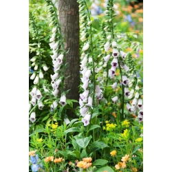 Naparstnica Pam's Choice - duża paczka! - 10 szt.