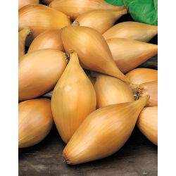 Cebula dymka - Zebrune - szalotka - 10 kg