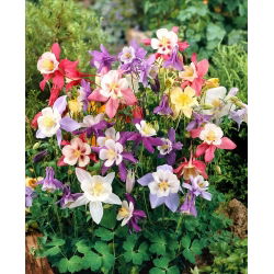 Orlik ogrodowy mix - McKana Hybrids - 1 szt.