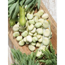 Bób Bolero - wczesny, wyjątkowo duże nasiona - 500 gram