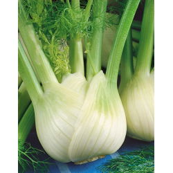 Fenkuł, Koper włoski - Romanesco - 200 nasion