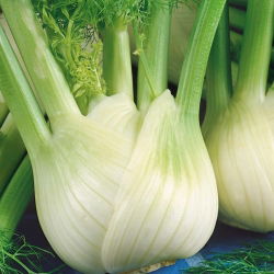 Fenkuł, Koper włoski - Romanesco - 200 nasion